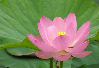 蓮の花